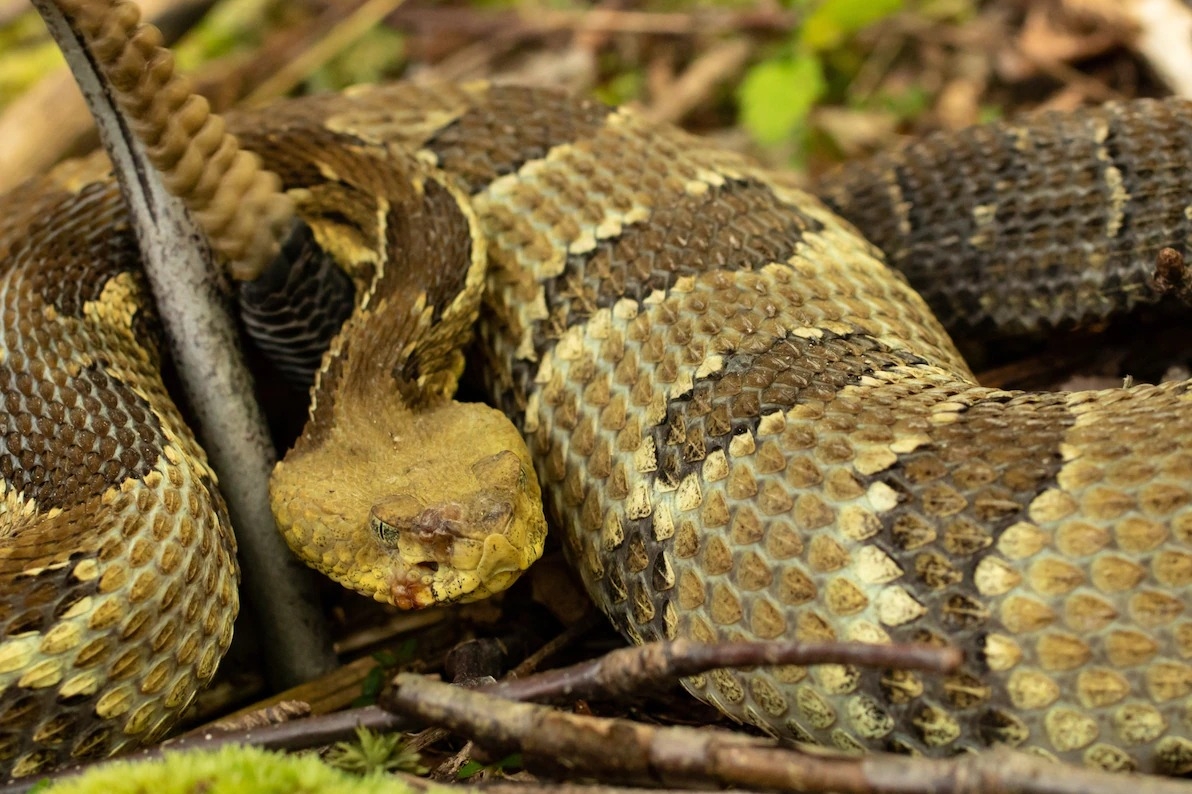 蛇黃黴菌的疫情至少蔓延到25種蛇身上。圖為染疫的林地響尾蛇。PHOTOGRAPH BY ROBERT HAMILTON, ALAMY 