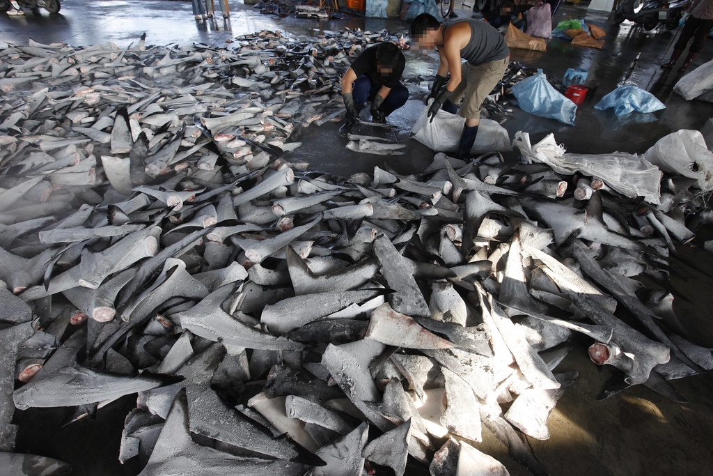 鯊魚守護者派員前往東港、前鎮漁港調查，揭露臺灣魚翅加工產業狀況。圖片來源：鯊魚守護者 Shark Guardian