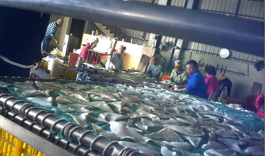鯊魚守護者派員前往東港、前鎮漁港調查，揭露臺灣魚翅加工產業狀況。圖片來源：鯊魚守護者 Shark Guardian