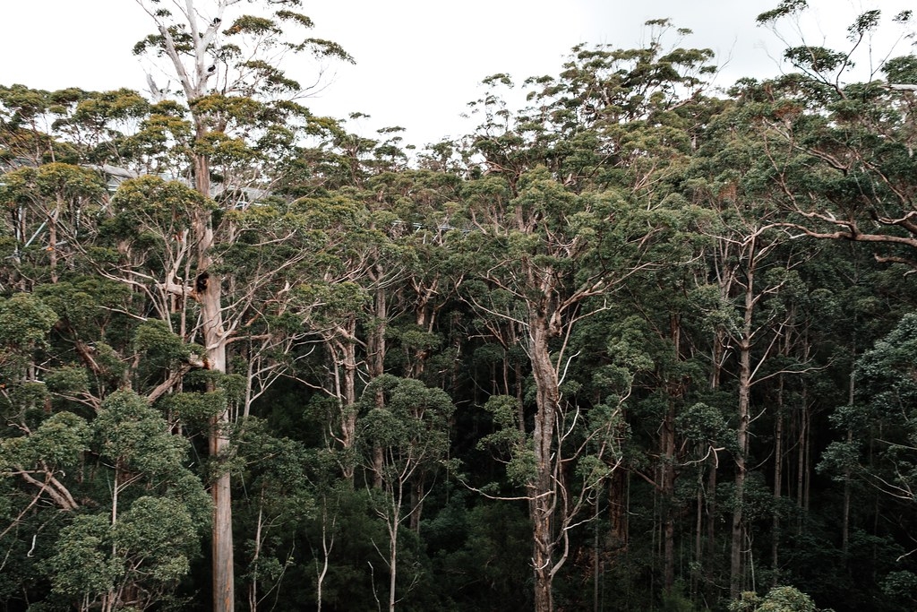 研究發現，如果人類可以20年不打擾熱帶森林，它們有驚人的潛力可以恢復。照片來源：Rachel Claire/Pexels