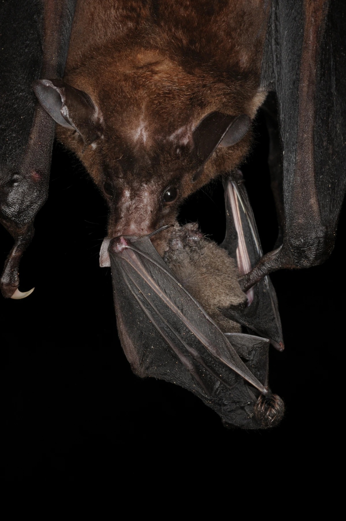 西半球最大的蝙蝠──鬼偽吸血蝠正在大啖一隻短尾葉鼻蝠（ short-tailed bat ）。 PHOTOGRAPH BY MARCO TSCHAPKA 