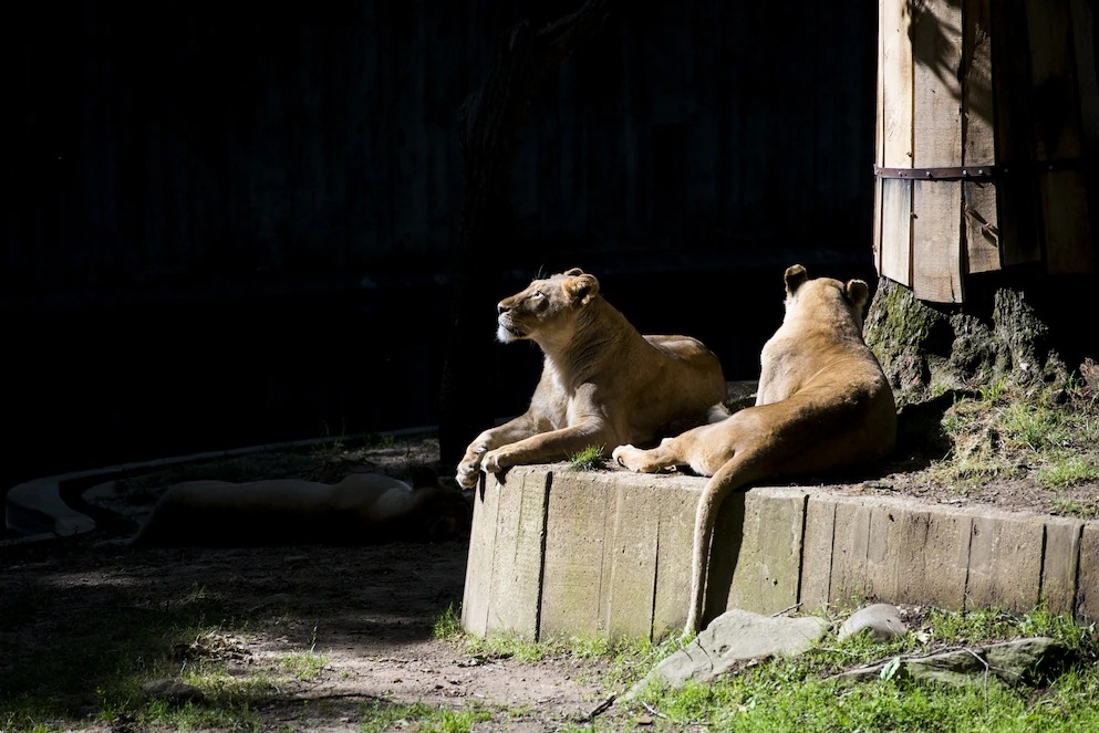9月時，華盛頓特區的史密森尼國立動物園中有六隻獅子和三隻老虎確診COVID-19。包括牠們在內，全美國共有15種動物確診陽性。PHOTOGRAPH BY PETE KIEHART, BLOOMBERG VIA GETTY IMAGES