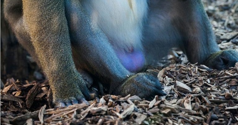 為什麼有些猴子有藍色蛋蛋？