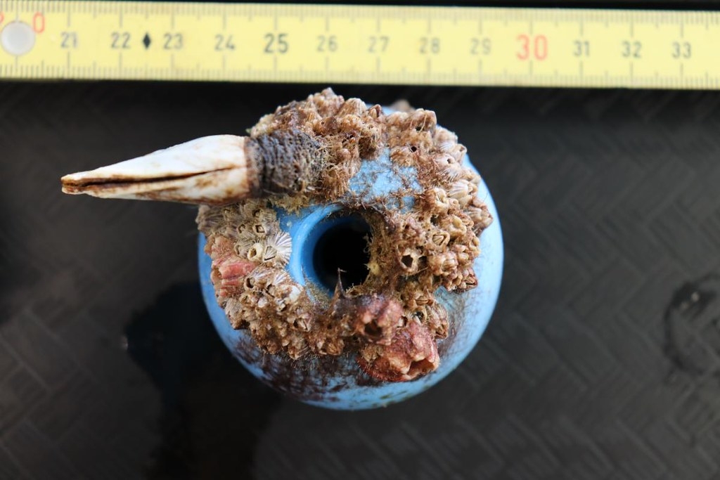 塑膠碎片與棲息其上的藤壺。照片來源：SERC Marine Invasions Lab