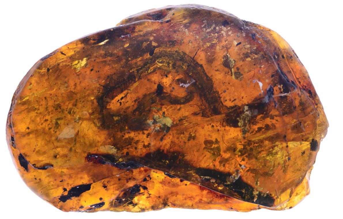 「琥珀藏蛇！」古生物學家首度在琥珀中發現幼蛇化石