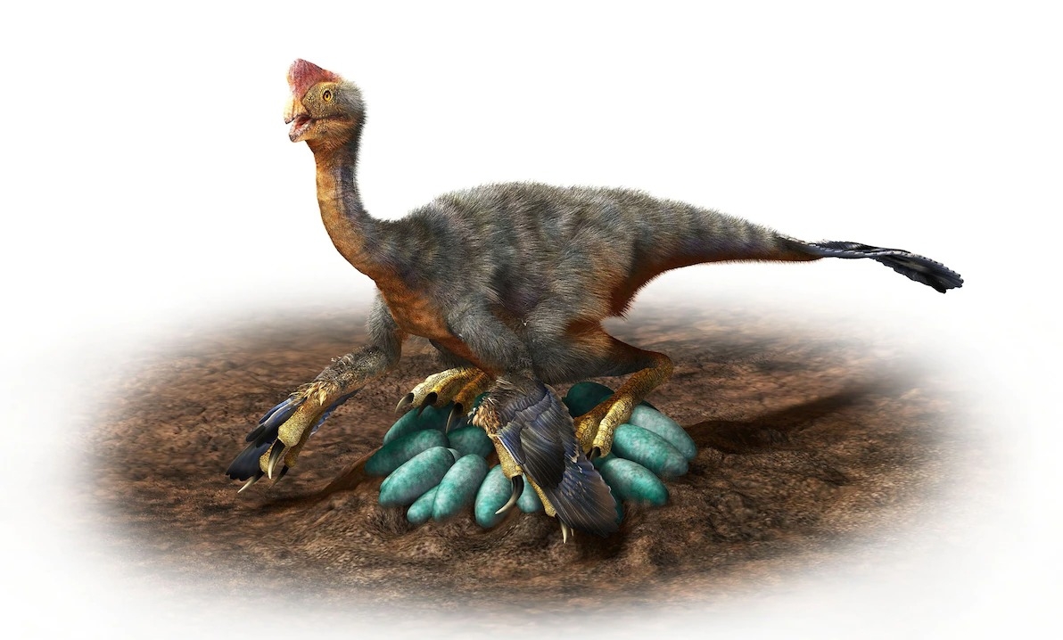 竊蛋龍有許多鳥類特徵。如這張插圖所示，有些竊蛋龍可能還會孵蛋，就像現代鳥類依舊會坐巢孵蛋一樣。