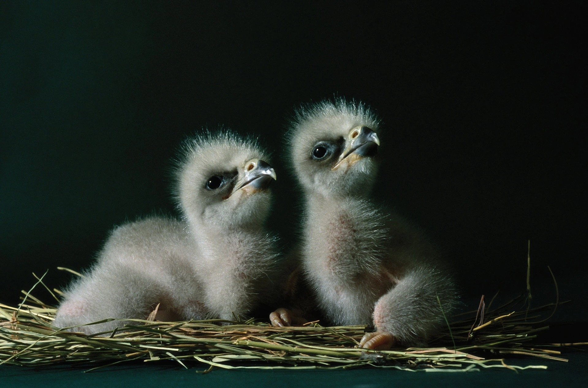 Photograph by Joel Sartore, Nat Geo Image Collection