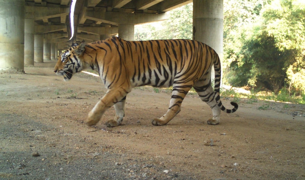 目前印度的多車道高速公路仍時常發生與大型貓科動物的車禍，但環保人士表示，地下通道顯示印度公路網急需更多的野生動物廊道。圖片來源：Wildlife Institute of India