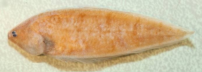 分布於巴布亞紐幾內亞的多鱗無線鰨正模標本照。圖片來源：水試所提供