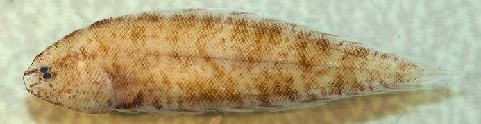 分布於菲律賓的細身無線鰨正模標本照。圖片來源：水試所提供