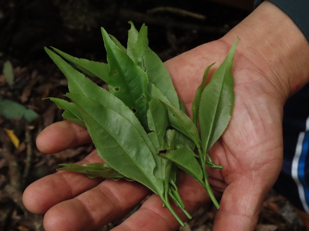 在林下種一棵臺灣山茶，香氣襲人、自形特色產業。攝影：廖靜蕙