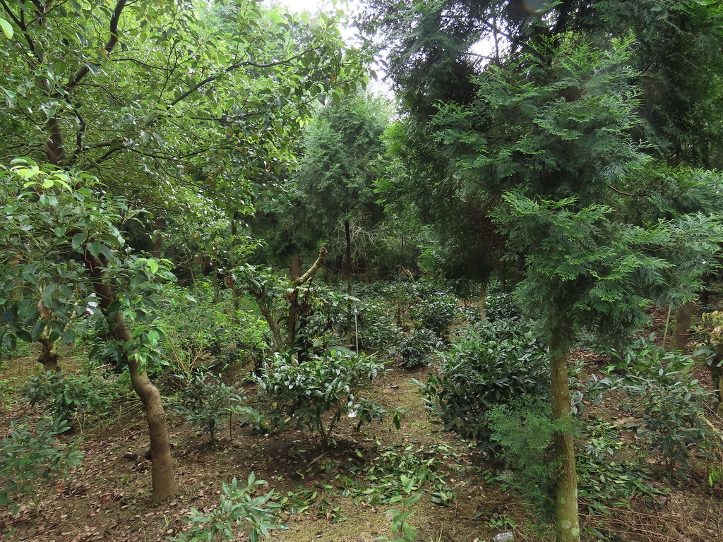 臺灣山茶（中間低矮植物）在闊葉林或針葉林下都能長得好。攝影：廖靜蕙