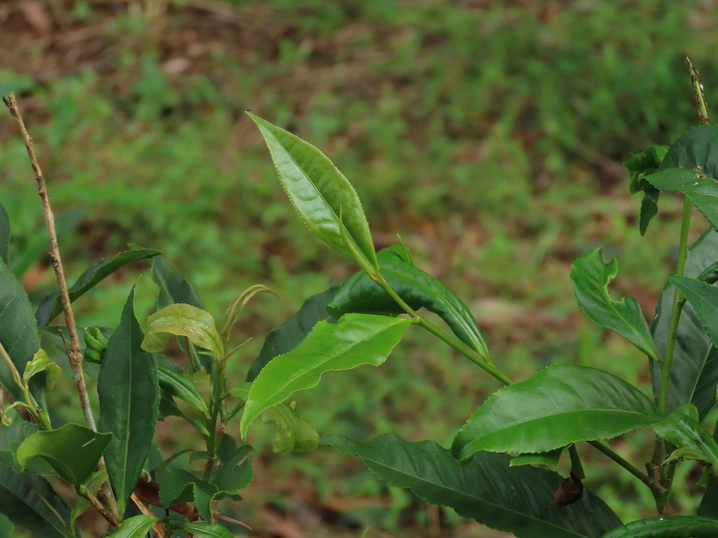 臺灣山茶嫩葉。攝影：廖靜蕙