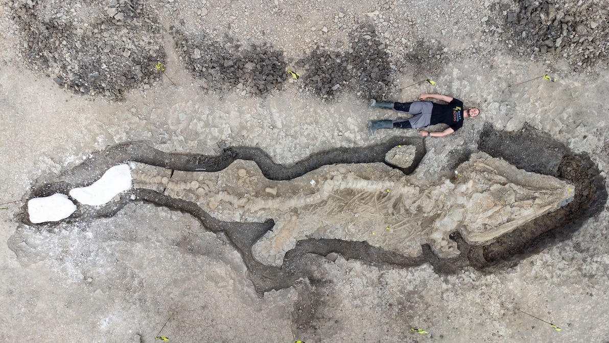 英國發現的大型魚龍化石遺骸。PHOTOGRAPH BY ANGLIAN WATER 