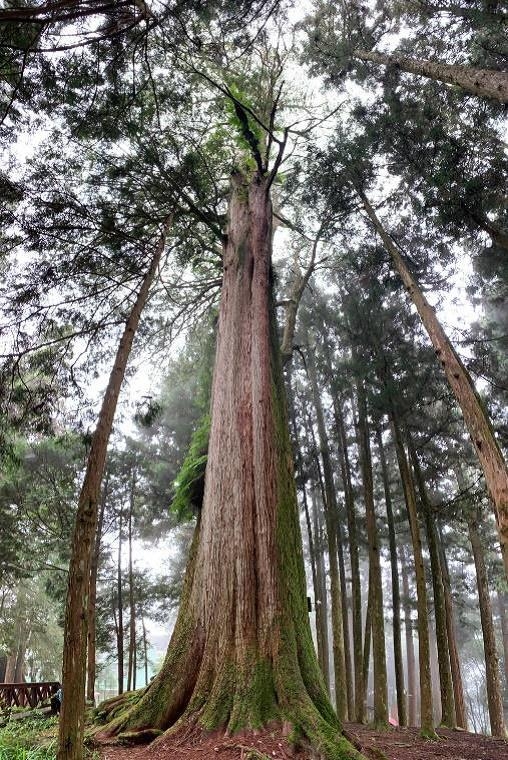  阿里山國家森林遊樂區內的千歲檜，也是合併木。圖片來源：林務局提供