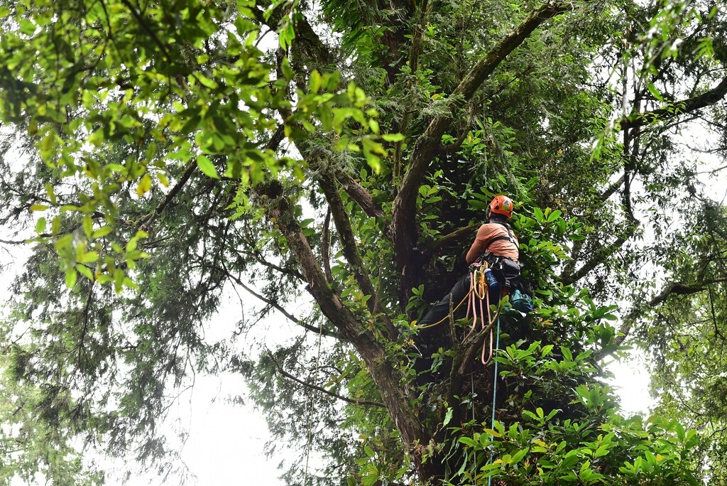 研究人員攀上巨木執行調查。圖片來源：林務局提供