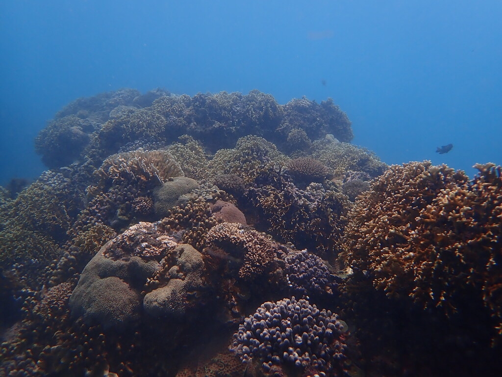 臺東基翬珊瑚覆蓋率＞50%，狀態健康。圖片來源：海保署提供