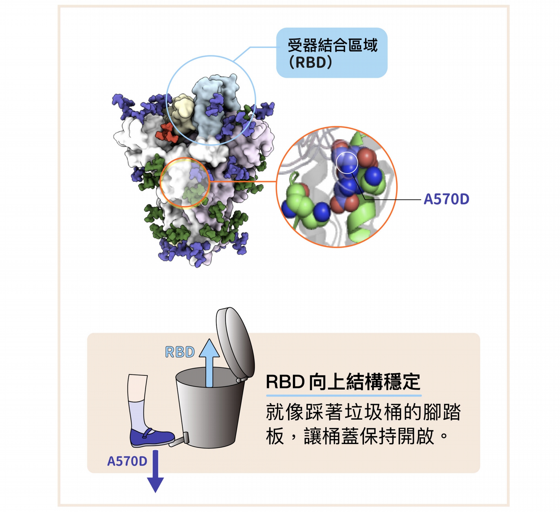新冠病毒 Alpha 株棘蛋白的「A570D 突變」，會改變棘蛋白內部的空間，讓「RBD 向上」的結構更加穩定，就像踩著垃圾桶的腳踏板，讓桶蓋保持開啟。 圖│研之有物（資料來源│徐尚德） 