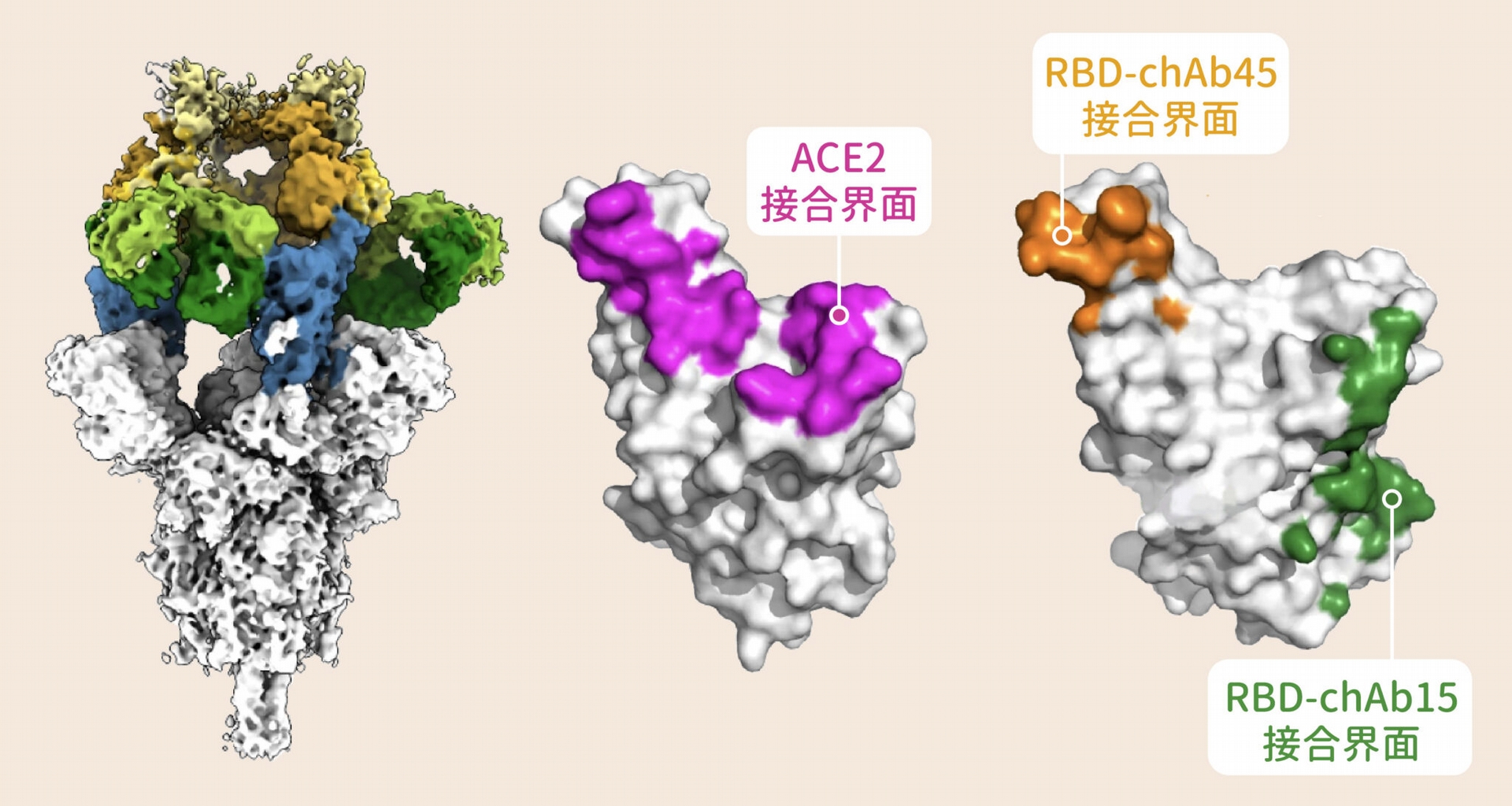 雖然新冠病毒 Alpha 株的棘蛋白表面讓某些抗體難以附著，還好仍有兩款抗體 chAb15（綠色）、chAb45（黃色）能有效「卡住」棘蛋白，干擾棘蛋白與宿主細胞結合。抗體 chAb15、chAb45 附著的位置，正好就是棘蛋白與宿主細胞結合的地方。 圖│Nature Structural & Molecular Biology  
