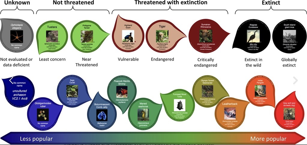 生命之樹也做了兩種葉片顏色標記方式。此圖上排是參考自然保育聯盟（IUCN）紅皮書，綠色表示未受威脅、紅色表示受威脅，黑色表示近期已滅絕。下排則以物種受歡迎程度來標示，愈受歡迎顏色愈紅，反之則是愈藍。圖片來源：《生態學與進化方法》／BES journals（CC BY 4.0）