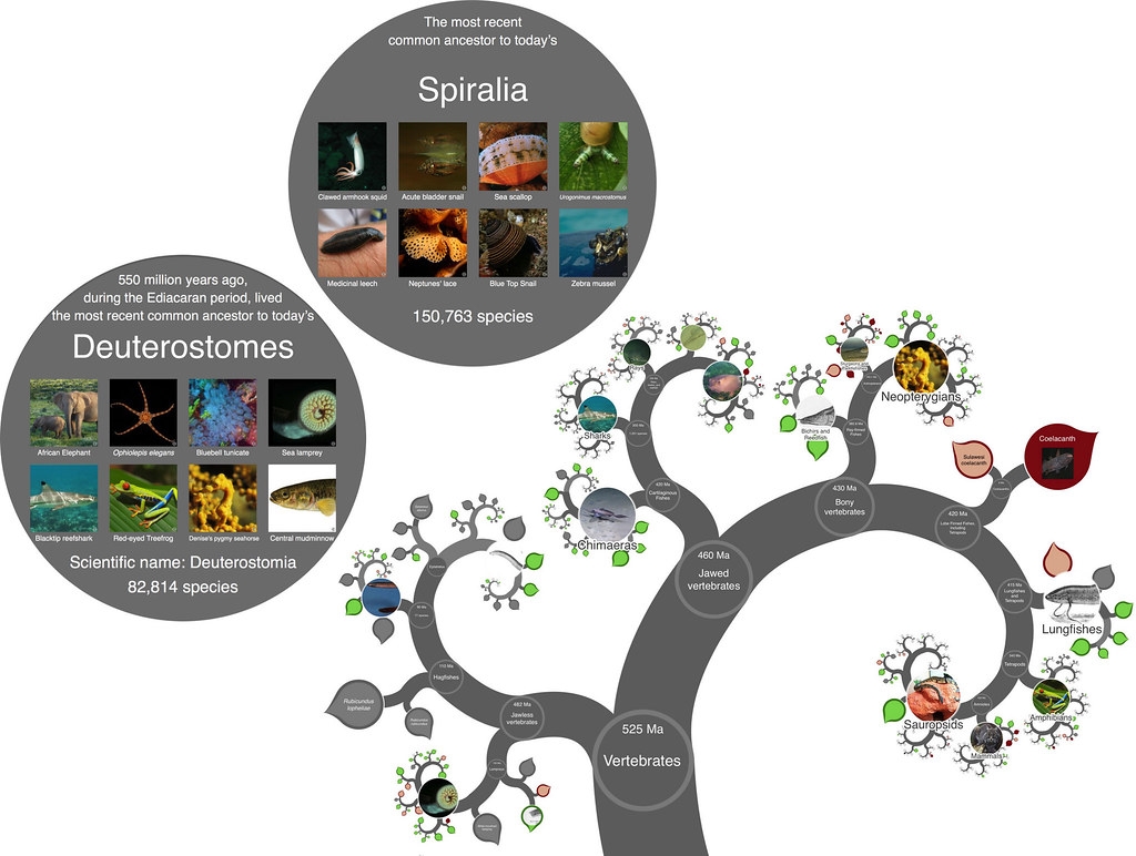 OneZoom涵蓋了220萬種現生物種，並透過「生命之樹」（tree of life）將各個物種彼此連結。圖片來源：《生態學與進化方法》／BES journals（CC BY 4.0）
