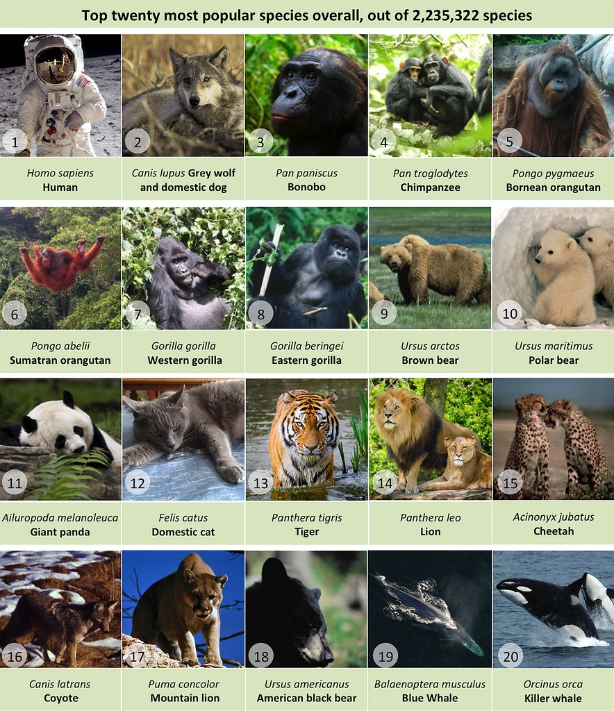 最受歡迎的前20個物種，智人是第一名。圖片來源：《生態學與進化方法》／BES journals（CC BY 4.0）