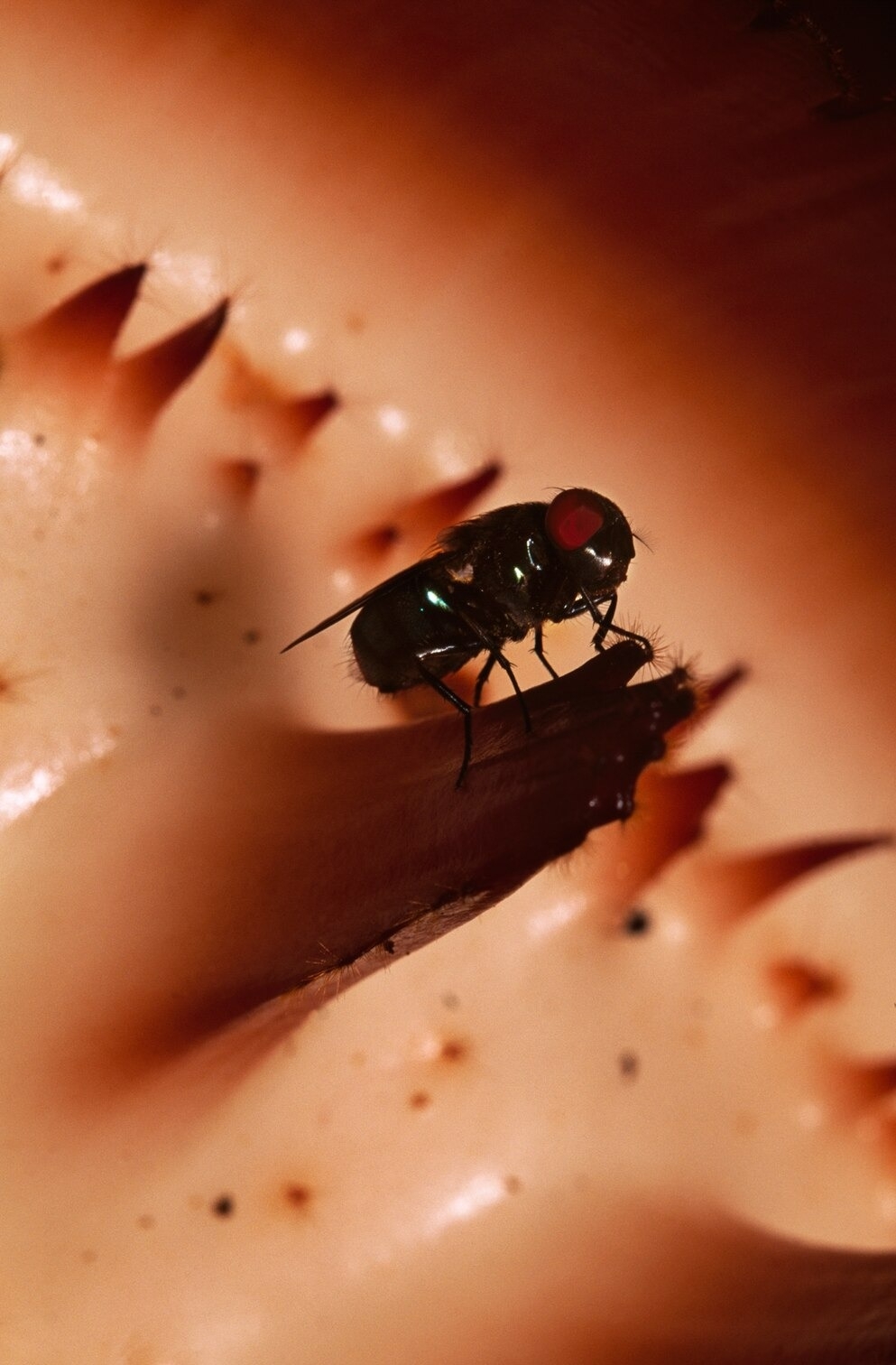 麗蠅為大花草授粉；牠們是少數幾種受到大花草吸引的動物之一。PHOTOGRAPHS BY FRANS LANTING, NAT GEO IMAGE COLLECTION 