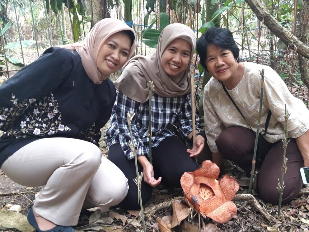 在離雨林很遠的印尼爪哇島茂物植物園，穆爾西達瓦蒂（左）已經成功培育出帕特瑪大花草。那裡距離該國首都兼全世界人口第二稠密的城市只有一小時車程。PHOTOGRAPH COURTESY SOFI MURSIDAWATI 