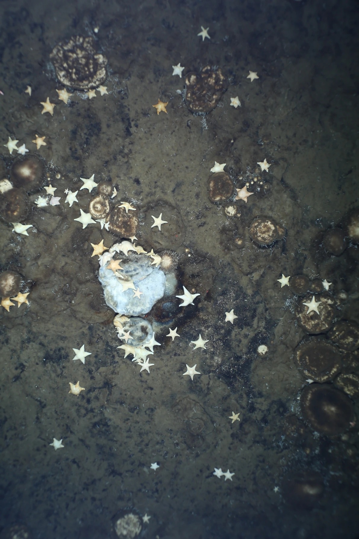 在北冰洋的一座海底山，海星聚集在一隻已死或垂死的海綿上；牠的身上覆蓋了一層白色的細菌毯，科學家很驚訝那裡居然有數以千計的海綿。PHOTOGRAPH COURTESY OF ALFRED WEGENER INSTITUTE / PS101 OFOBS TEAM