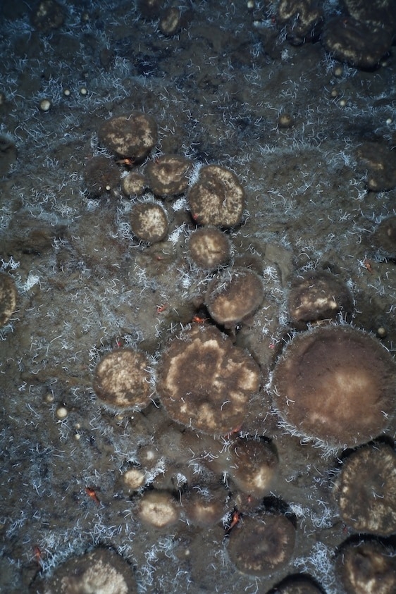 海綿覆蓋一座海底山的表面，牠們在共生菌的幫助下，以化石化的管蟲為食。PHOTOGRAPH COURTESY OF ALFRED WEGENER INSTITUTE / PS101 OFOBS TEAM 