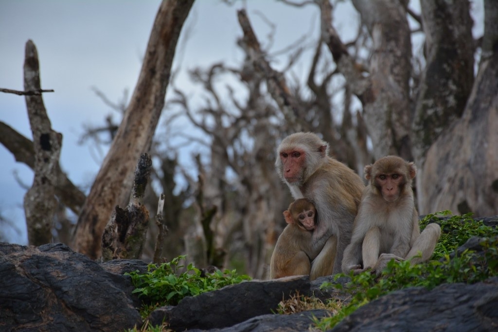 研究分析經歷過2017年波多黎各瑪莉亞颶風的獼猴，發現獼猴平均衰老了近兩年。圖片來源：擷取自The ASU Center for Evolution & Medicine Twitter