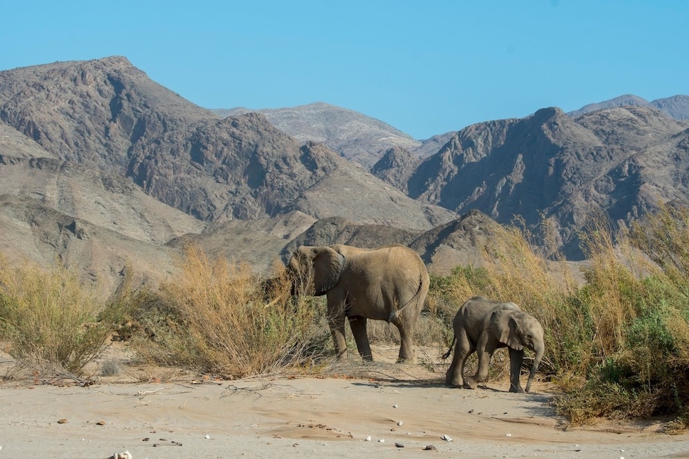 相片中納米比亞的大象母子攝於三年前。在納米比亞的42頭野生大象已遭國際競標者標得，而牠們目前的下落不明。截至目前，約有一半的大象遭到獵捕，其中還有兩隻小象在出生後被圈養起來。PHOTOGRAPH BY WOLFGANG KAEHLER/LIGHTROCKET VIA GETTY IMAGES 