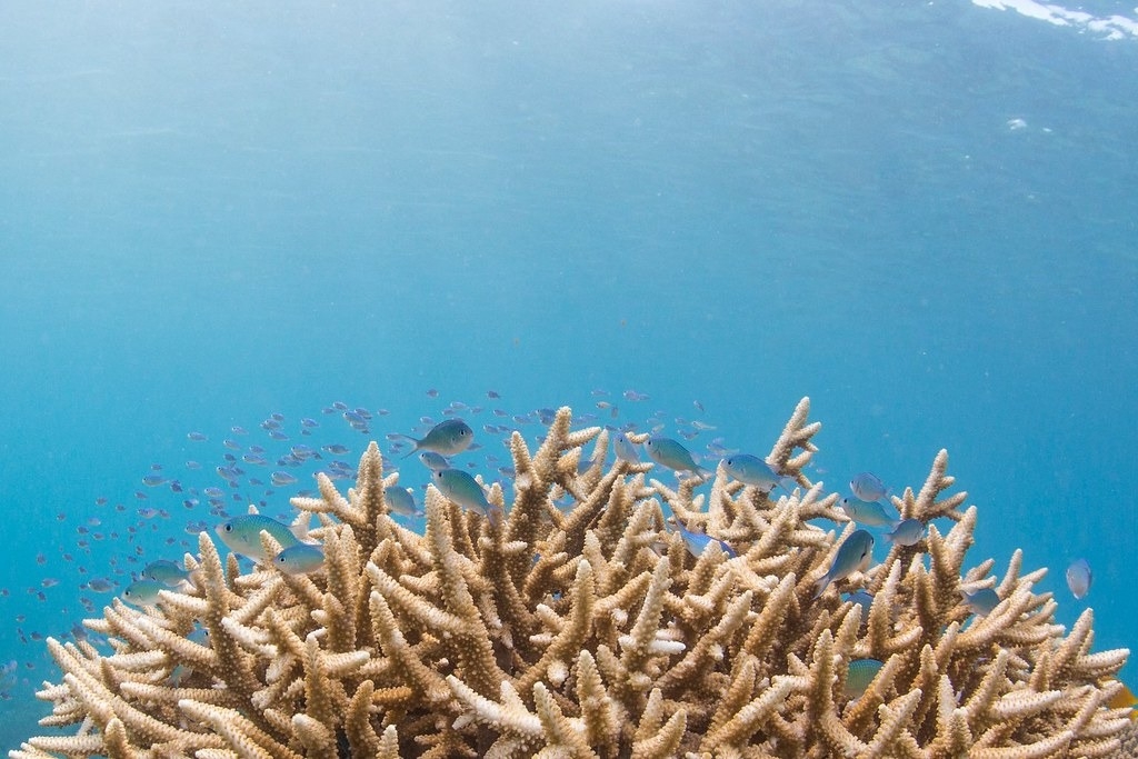 根據聯合國政府間氣候變遷專門委員會（IPCC），世界上大多數珊瑚礁都處於海洋暖化和酸化、汙染和過度捕撈的風險中。圖片來源：Bawah Reserve／Unsplash