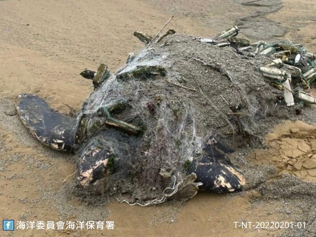 新北市福隆沙灘上2月1日發現有革龜遭廢棄刺網纏繞而擱淺。圖片來源：海保署提供