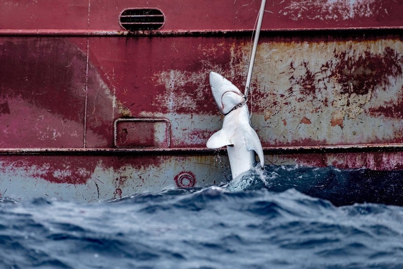 西班牙延繩釣漁船Nuevo Zumaya號上拖著一條鯊魚。圖片來源：Tommy Trenchard／綠色和平組織