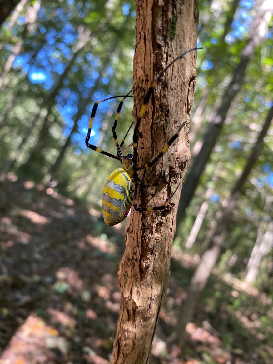 雌橫帶人面蜘蛛的體色多彩繽紛，帶有鮮明的黃色、紅色與藍綠色。PHOTOGRAPHS BY BENJAMIN L. FRICK