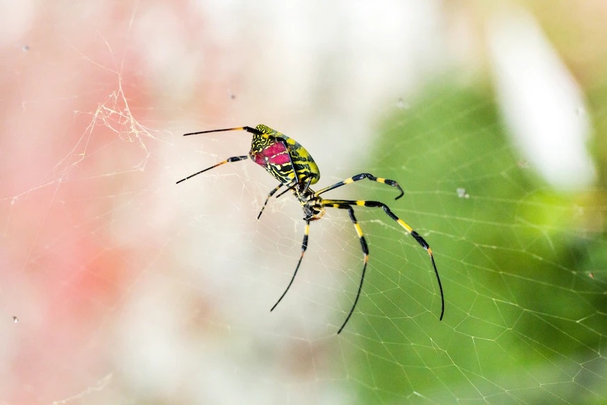 這些外來蜘蛛（圖中是一隻雌性）喜歡歡在高空結出黃色的網。PHOTOGRAPH BY MALCOLM FAIRMAN, ALAMY 