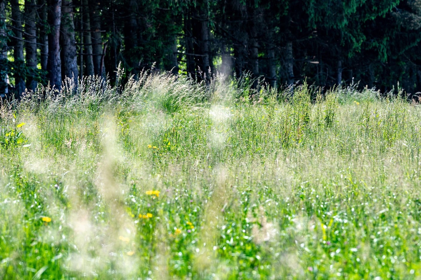 巴伐利亞的一片草地正在大量製造花粉。隨著氣候變遷帶來更溫暖的天氣，許多製造花粉的植物將茁壯生長。PHOTOGRAPH BY ARMIN WEIGEL, PICTURE ALLIANCE, GETTY IMAGES 