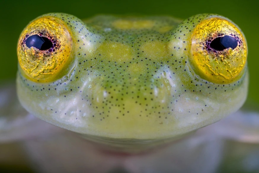 這次新發現的物種之一──馬緒比玻璃蛙，以其尖銳的鳴聲以及身上有助於融入雨林環境的黑點而聞名。PHOTOGRAPH BY JAIME CULEBRAS 