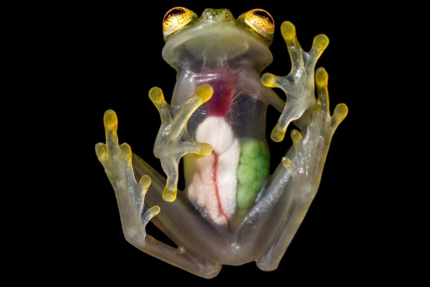 在半透明的皮膚下，可以清楚看到馬緒比玻璃蛙雌蛙腹內的器官和蛙卵。PHOTOGRAPH BY JAIME CULEBRAS 