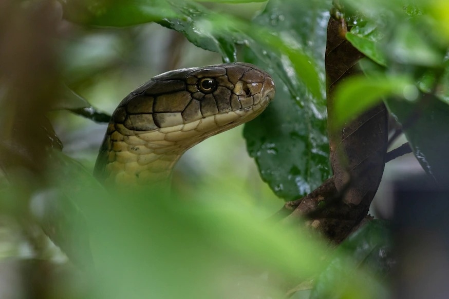 眼鏡王蛇從印度一座雨林中探出頭。長久以來，這種爬行動物在亞洲的廣泛分布一直讓科學家感到困惑。PHOTOGRAPH BY GABBY SALAZAR, NAT GEO IMAGE COLLECTION