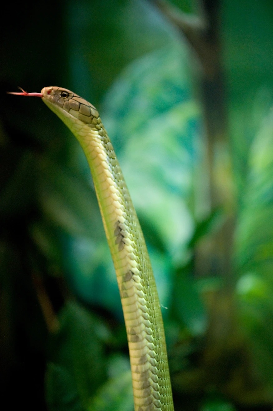 眼鏡王蛇（照片攝於休士頓動物園）生性害羞，通常會避開人類。PHOTOGRAPH BY JOEL SARTORE, NAT GEO IMAGE COLLECTION 