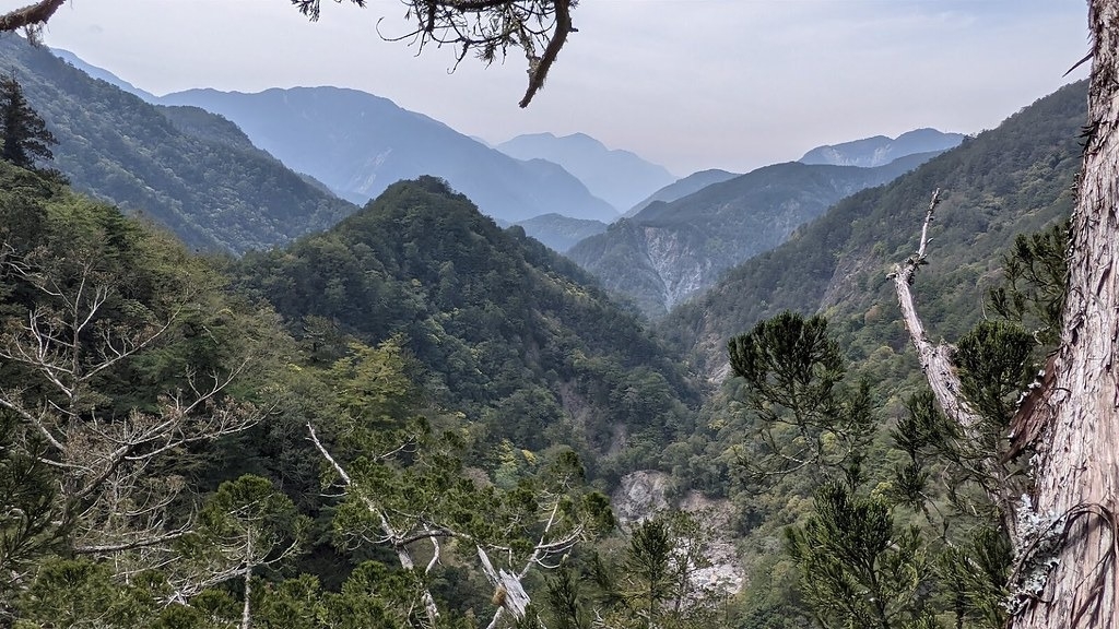 從卡阿郎巨木的樹冠層遠眺卡阿郎溪，背景是西巒大山。圖片來源：徐嘉君提供