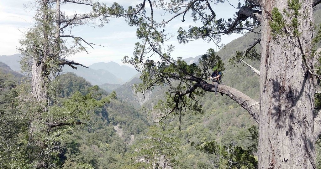 天堂鳥在卡阿郎的枝條垂下測尺測量高度。圖片來源：李香秀提供