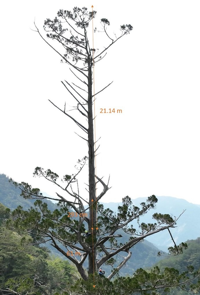 回臺北用電腦進行臺灣杉卡阿郎的樹高量測。圖片來源：徐嘉君提供