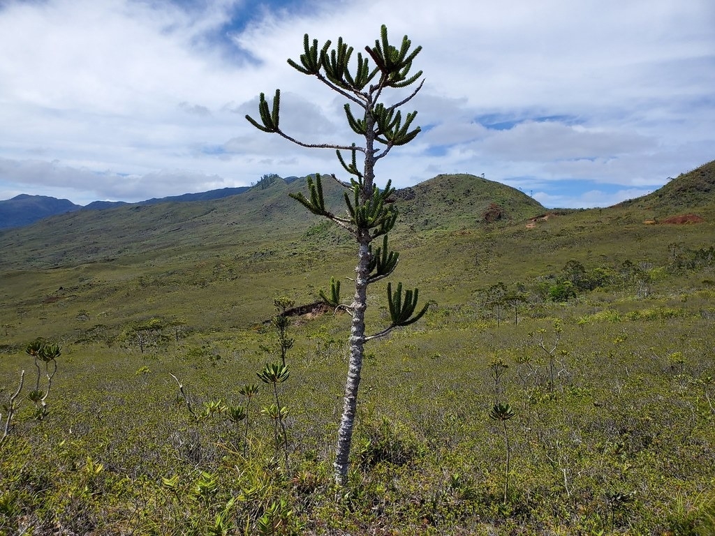 南洋杉（Araucaria muelleri）是新喀里多尼亞特有的針葉樹，受到棲地破壞、林火和鎳礦開採的影響而生存受脅。圖片來源：Joey Santore／史密森尼學會（CC-BY-NC）