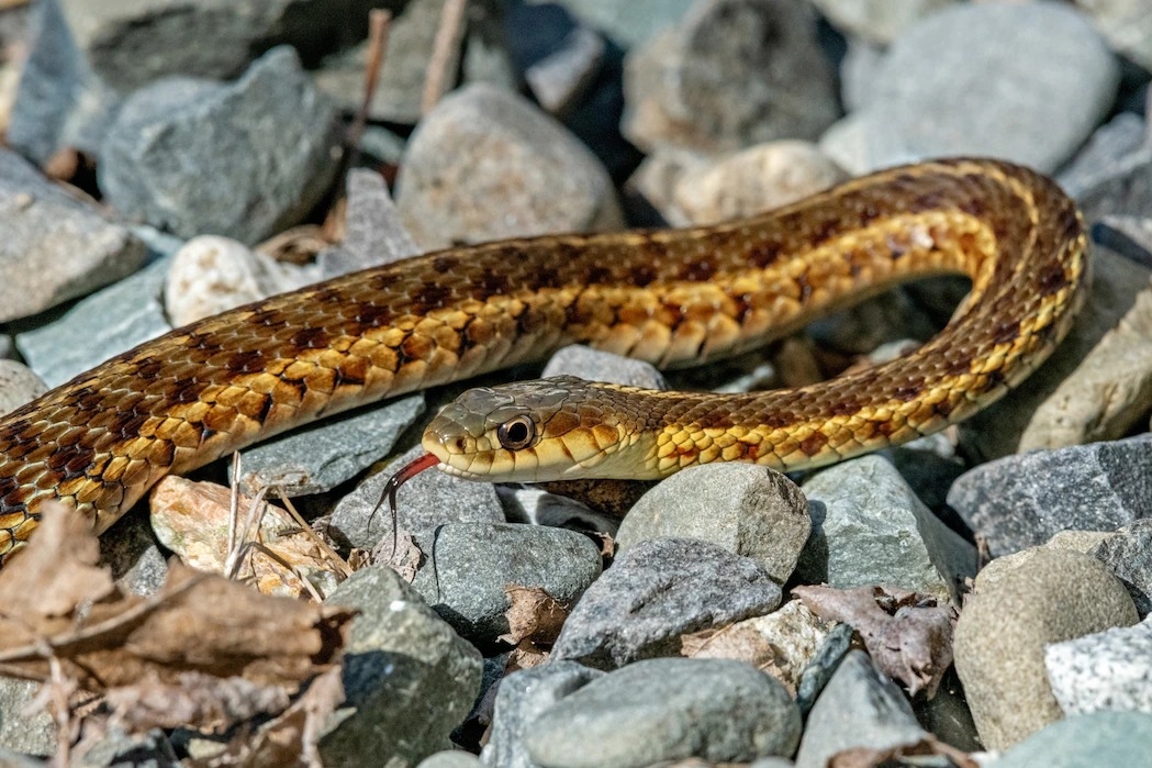 一隻拍攝於緬因州阿卡迪亞國家公園的東部襪帶蛇（eastern garter snake）透過吐信捕捉周遭的化學物質來感受環境。PHOTOGRAPH BY GEORGE SANKER, NATURE PICTURE LIBRARY 