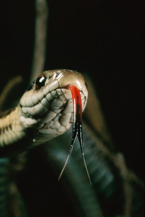 普通襪帶蛇是遍佈整個北美洲的的原生無毒爬行類。PHOTOGRAPH BY TIM FITZHARRIS, MINDEN PICTURES 