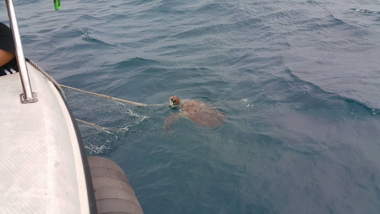 遭廢棄魚網纏繞的綠蠵龜，已成功救援野放。（圖片由台灣海龜保育學會提供）