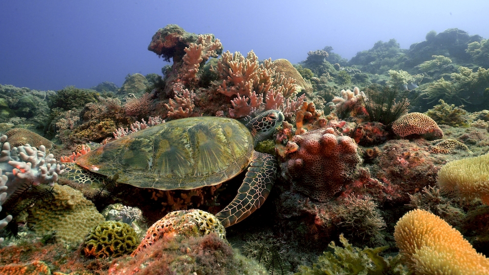 水下在珊瑚區域休息的綠蠵龜（圖片由台灣海龜保育學會提供）